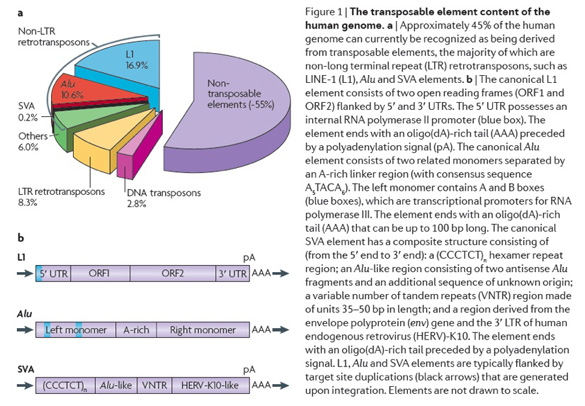 Transposable element content of human genome