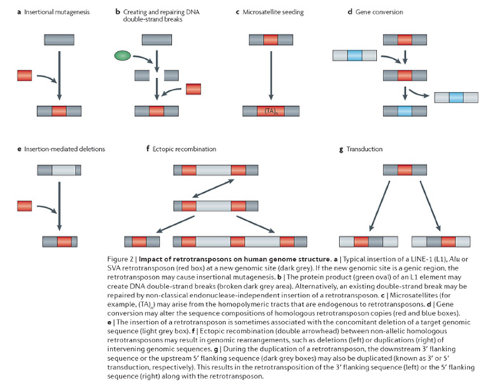 Impact of retrotransposons on human genomic structure