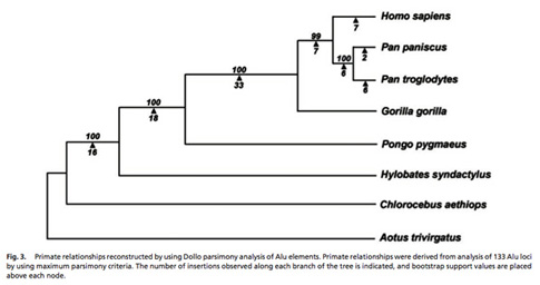 Primate phylogenetics based on Alu elements